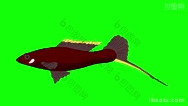 巨大的棕色水族鱼漂浮在一个水族馆动画循环运动图形孤立在绿色屏幕